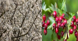 ২০১৯ সালের শ্রেষ্ঠ ভেষজ উদ্ভিদ