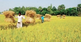 ফসলের জাকাত: অবহেলিত একটি ফরজ বিধান