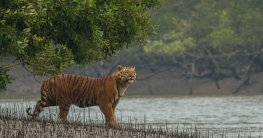 সাইক্লোনে অর্থনীতি রক্ষা করে উপকূলীয় বন: গবেষণা