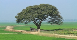 আজ মেঘলা আকাশসহ আবহাওয়া শুষ্ক থাকবে