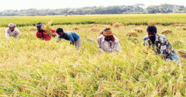 বোরো সংগ্রহের লক্ষ্যমাত্রা অর্জন করতে  সরকার বদ্ধপরিকর