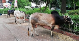 দ্বিতীয় দিনেও চলছে কোরবানি