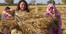 ভোটের প্রচারে কাঁচি হাতে গম খেতে হেমা মালিনী